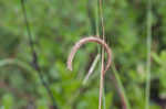 Toothache grass